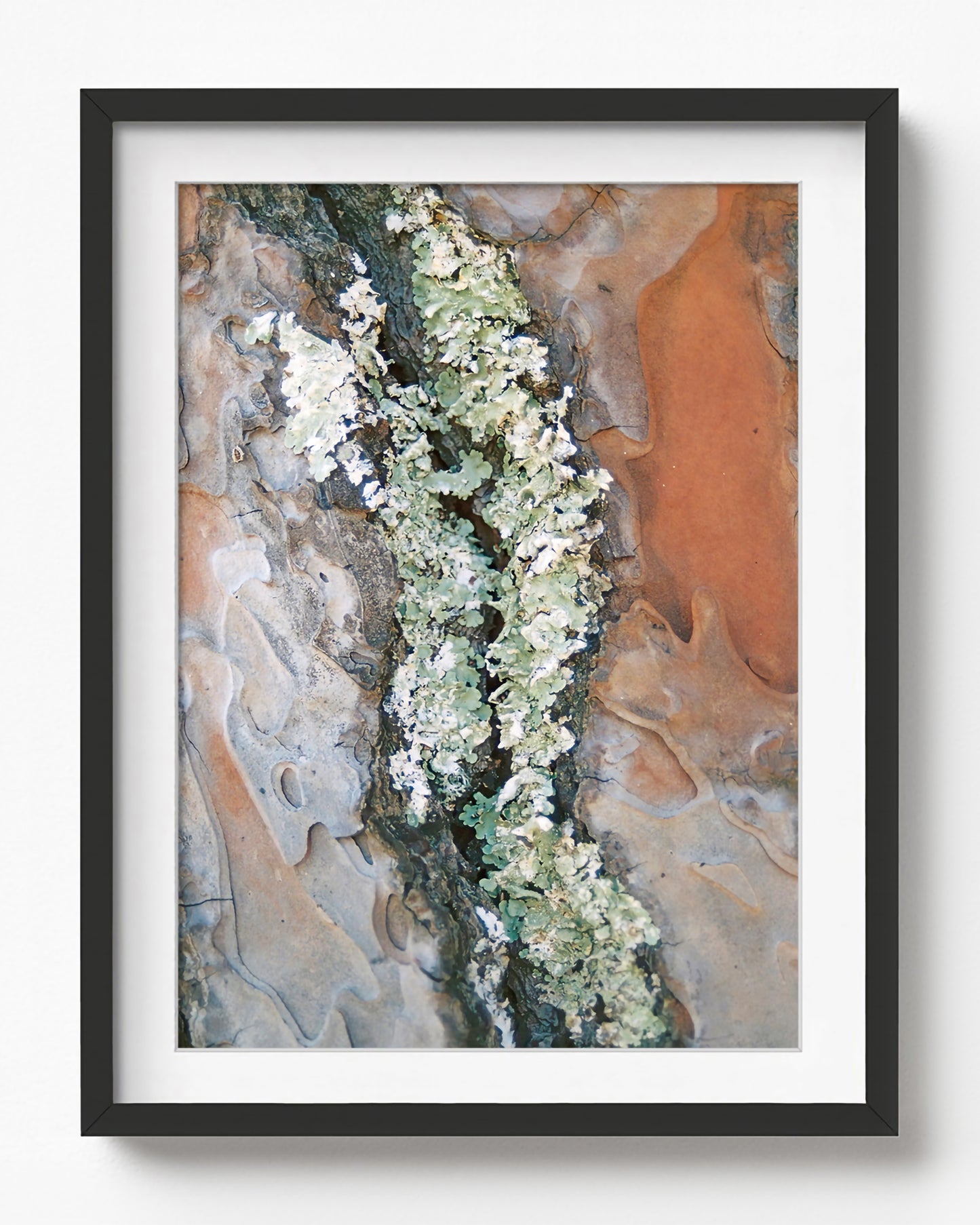 Lichen