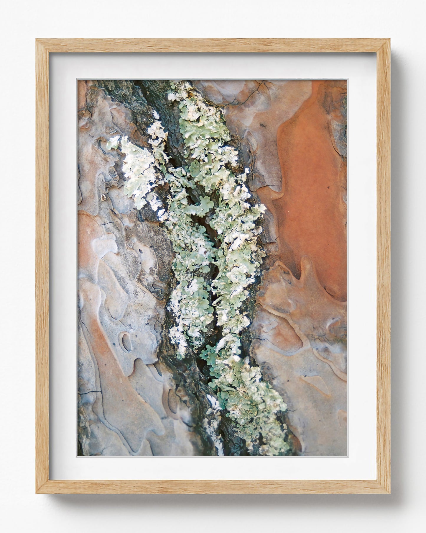 Lichen