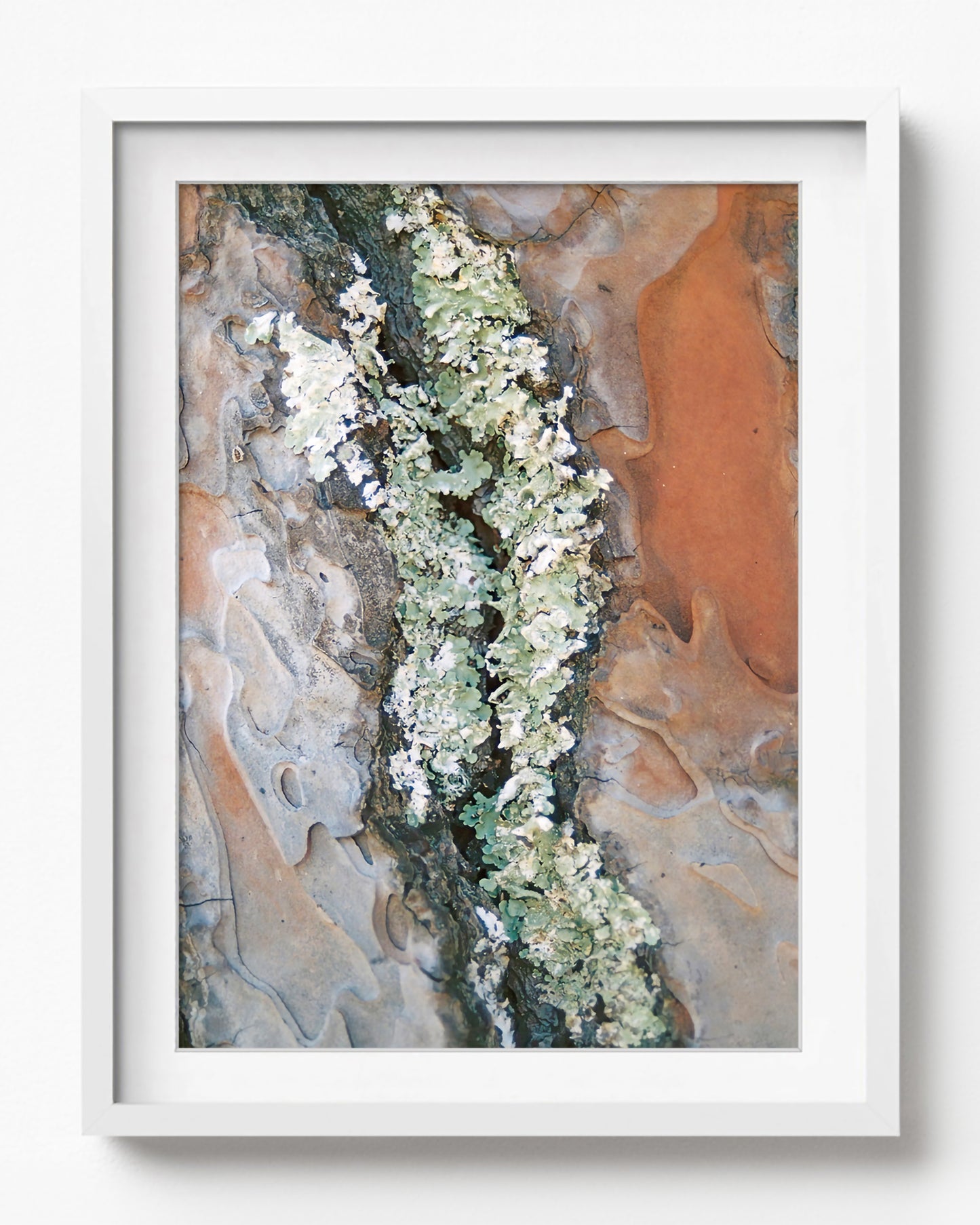 Lichen