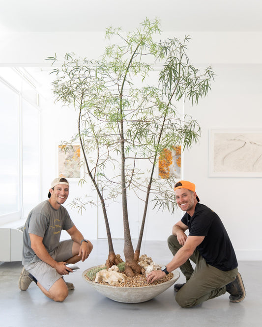 CULTERRA x The Plant Daddies Partnership