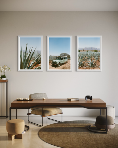 Laelia Triptych