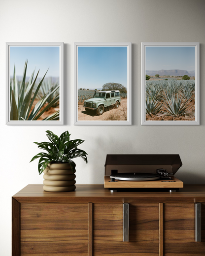 Laelia Triptych