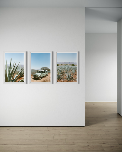 Laelia Triptych