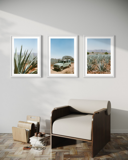 Laelia Triptych