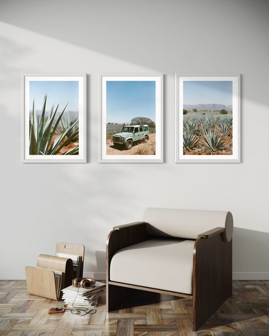 Laelia Triptych