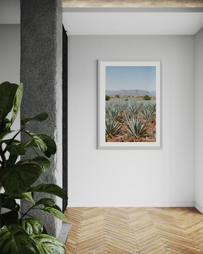 Laelia Triptych