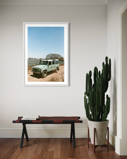 Laelia Triptych