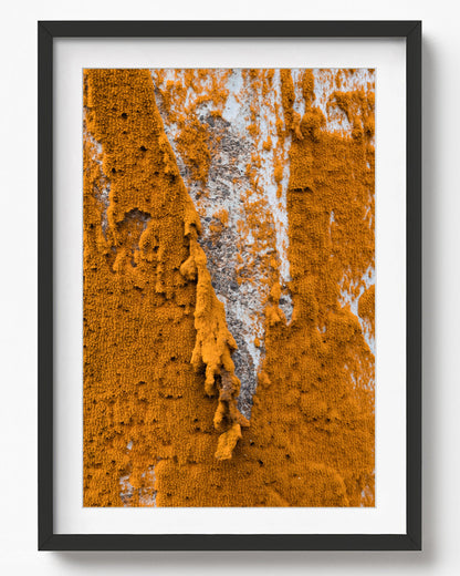 Purien