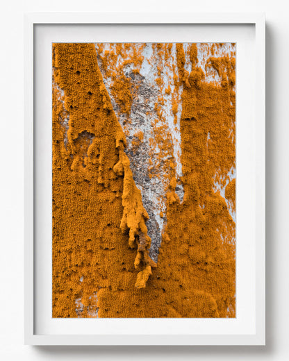 Purien
